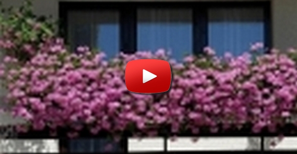 Flores a mais